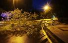 El viento derriba un árbol en la calle Tajonar, junto a la UPNA