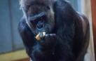 Un gorila de 200 kilos hiere en su jaula a una cuidadora del Zoo de Madrid