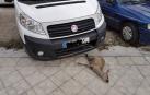 La Policía investiga el atropello a un corzo aparecido muerto en una acera