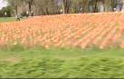 Colocan 53.000 banderas de España en un parque de Madrid por las víctimas del COVID-19