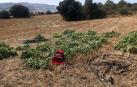 Localizadas un centenar de plantas de marihuana en Riezu (Yerri)