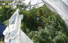 Guardia Civil se incauta de 9 kilos de cogollos de marihuana en Osacar-Juslapeña