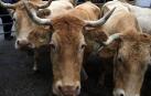 Muere una persona en A Coruña al ser golpeada por una vaca