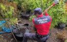 Vídeo: Localizada una plantación de marihuana en Lesaka