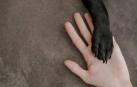 Imagen detalle de un perro 'dándole' la pata a su dueño