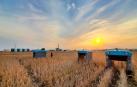Imagen de los robots agricultores de Google