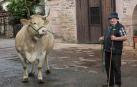 Crian en Baztan una vaca de 1.200 kilos