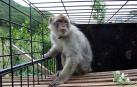 El mono de Gibraltar, una especie en peligro por su venta a través de España