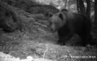Imágenes de osos machos tomadas en el Pirineo francés