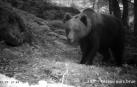Indemnizan 8 ataques de oso en 2020 y los pastores registran 12