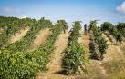 Reconocimiento nacional a la Ruta del Vino de Navarra