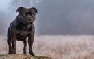 Sancionado por no tener licencia de un perro que hirió a una mujer en Gorraiz