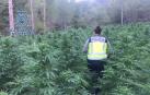 España, gran invernadero de marihuana: más de 25 toneladas y 3.695 detenidos