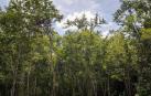 Reforestar con árboles "digitales" y fines socioambientales