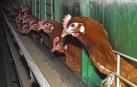 Equalia pide un modelo de cría de gallinas libre de jaulas para Navarra