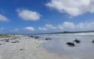 Cien ballenas piloto mueren tras quedar varadas en Nueva Zelanda