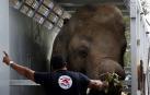 Un veterinario de la misión de Four Paws International, junto al elefante Kavaan, mientras es transportado a Camboya
