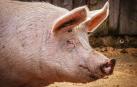 China cría cerdos gigantes del tamaño de "osos polares" ante la escasez de carne