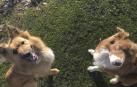 Dos perros pastores, Miru y Gorri, robados de Urbasa