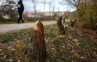 Aspecto que presentan los árboles de la orilla del río Arga, en la zona de Aranzadi, junto a Alemanes.