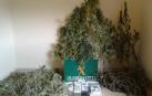 Un detenido tras localizar una plantación de marihuana en la Merindad de Estella
