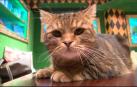 Un disco compuesto para ser escuchado por gatos se convierte en número uno