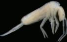 Descubierta en Altamira una nueva especie de colémbolo
