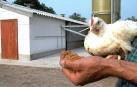 El bienestar de las gallinas deja a Espa&ntilde;a sin huevos