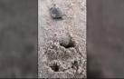Vídeo: Nacen más de 92.000 crías de tortuga gigante en Brasil