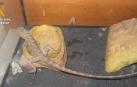 Los 8.900 kilómetros del lagarto entre India y Noáin