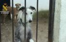Perros que vivían en lamentables condiciones en una perrera clandestina de Parla.