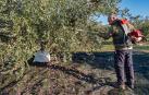 La mayor cosecha del trujal Mendía depara 11,3 millones de kilos de oliva