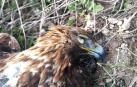 Bardenas denuncia la muerte de un águila real electrocutada en un tendido