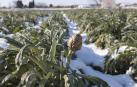 Productores de Alcachofa de Tudela temen no poder recoger hasta marzo