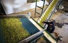 La producci&oacute;n de aceite baja en la Ribera tras cuatro a&ntilde;os de subidas