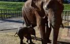 Una historia de superación animal en Cabárceno