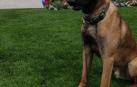 Klaus, el perro policía de la Unidad Canina de Policía Foral que fue agredido por marcar a una persona como portador de droga