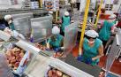 Varias trabajadoras en una empresa murciana de distribución de frutas.