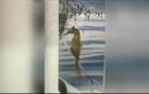 VÍDEO | Así es el parto de un caballito de mar