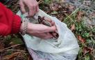Dos investigados por capturar furtivamente 52 ranas bermejas en una zona de especial conservación