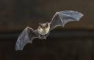 Ardillas, castores o murciélagos son tres ejemplos de animales a los que cada vez es más sencillo avistar en la ciudad
