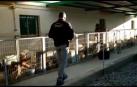 Detenidos en Granada por cortar las cuerdas vocales a decenas de perros en un criadero