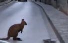Aparece un canguro pequeño en las calles de Roda de Ter (Barcelona)