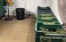 Detenidos 64 miembros de una red que distribuía marihuana de Granada a Europa