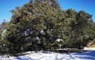 La carrasca milenaria de Lecina aspira a convertirse en Árbol Europeo del año