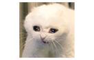 fotografía gato llorando