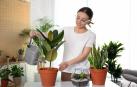 Fotografía plantas de interior.