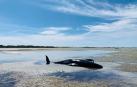 Nueva Zelanda rescata a decenas de ballenas varadas por segunda vez
