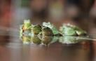Descubre que las ranas viven una eterna juventud
