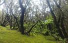 Bosque de laurisilva en el Parque Nacional de Garajonay (La Gomera).